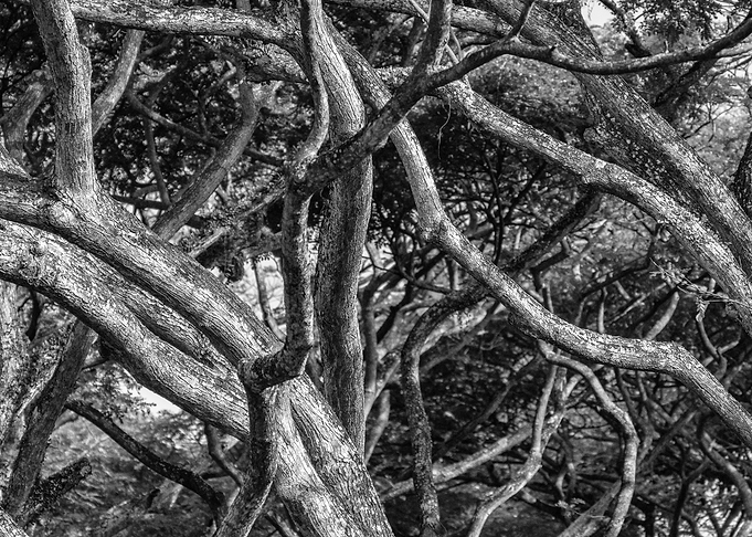 Trees