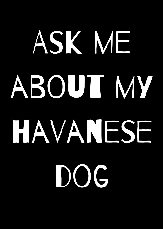 ASK ME ABOUT HAVANESE DOG