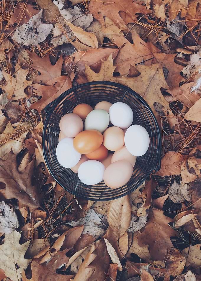 eggs