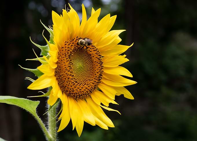 The Sunflower and the Bee