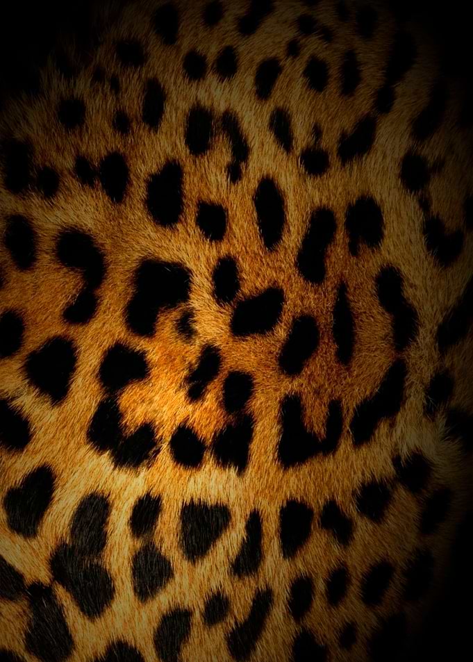 Leopard Animal Print