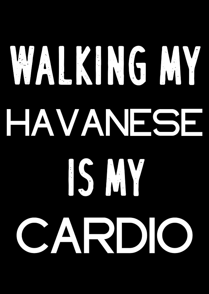 HAVANESE WALKING CARDIO