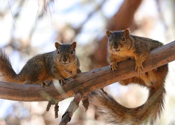 squirrels