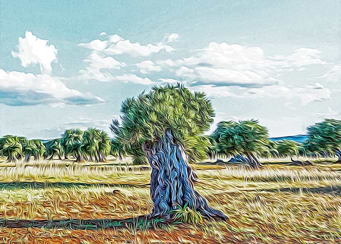 Olive tree in Salento