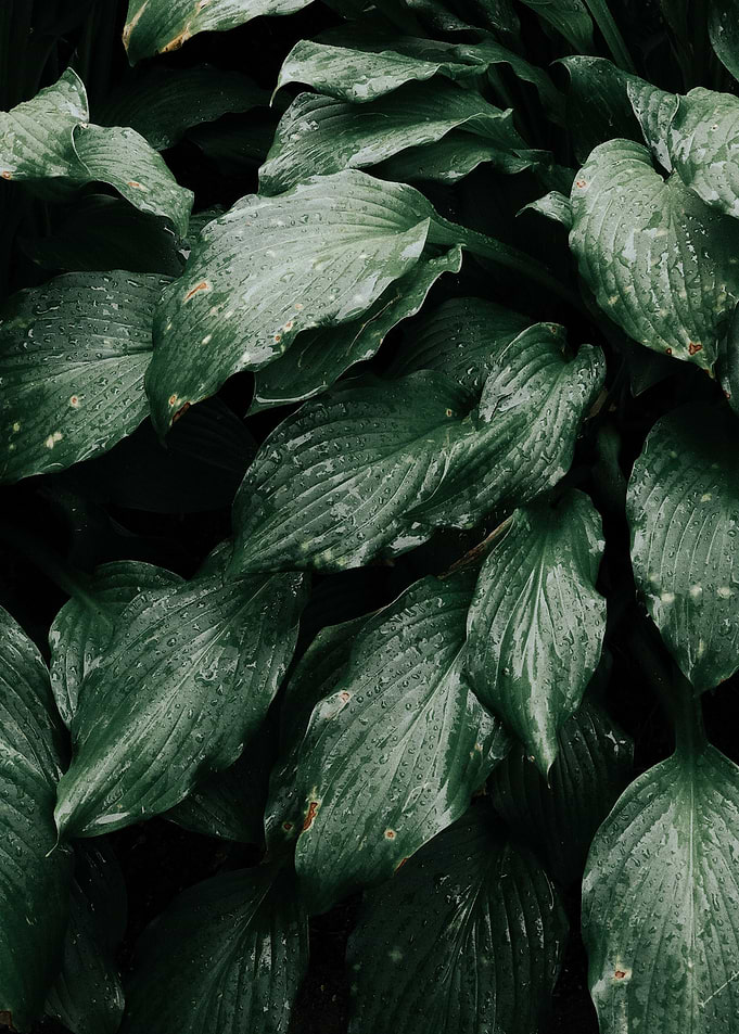 Leaves