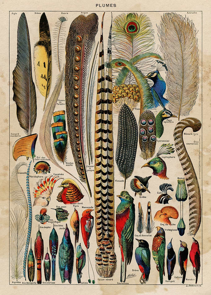 Ornithology