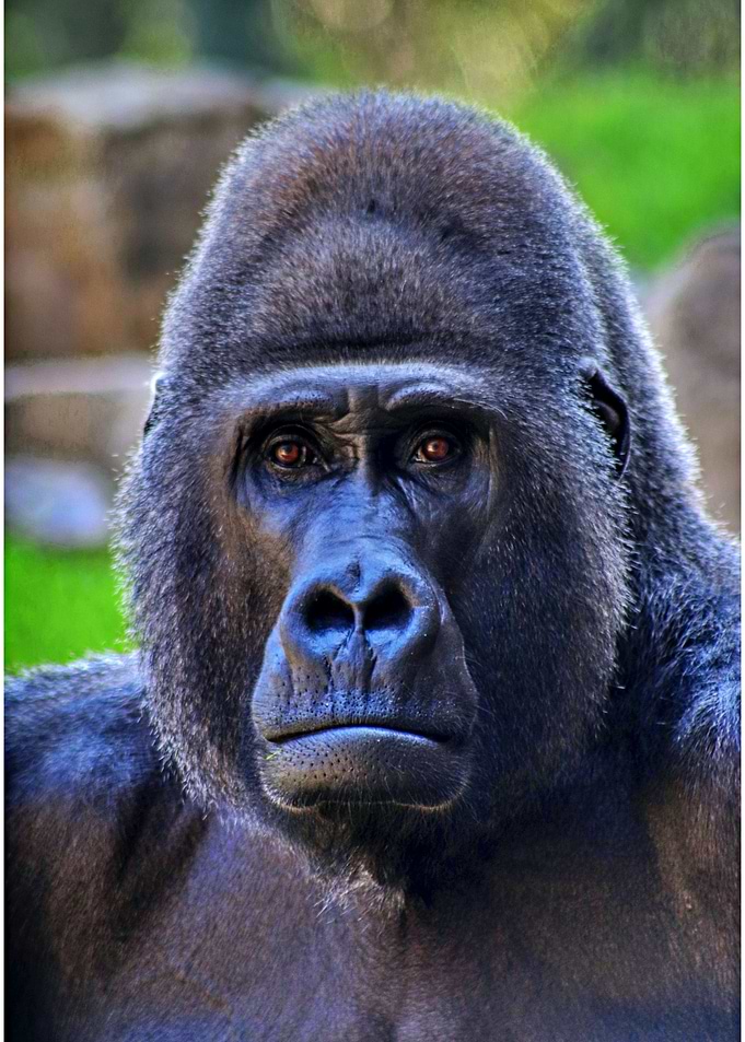 A magnificent Gorilla