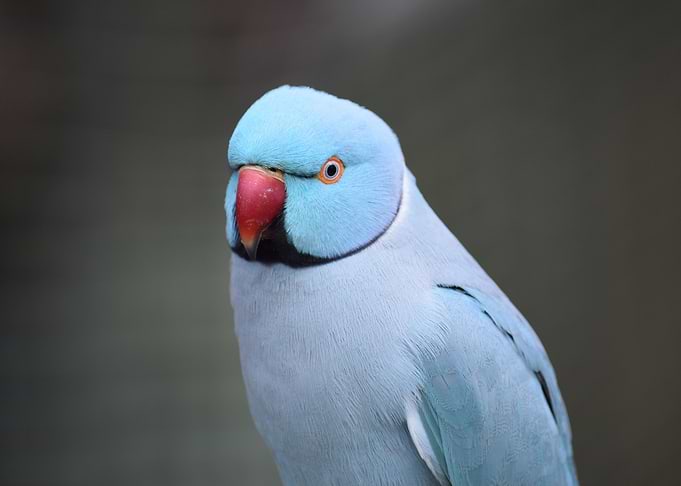 Blue Parrot