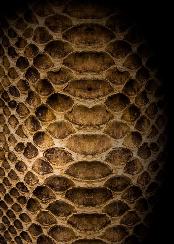 Snake Animal Print