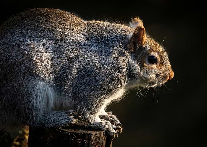 Squirrel