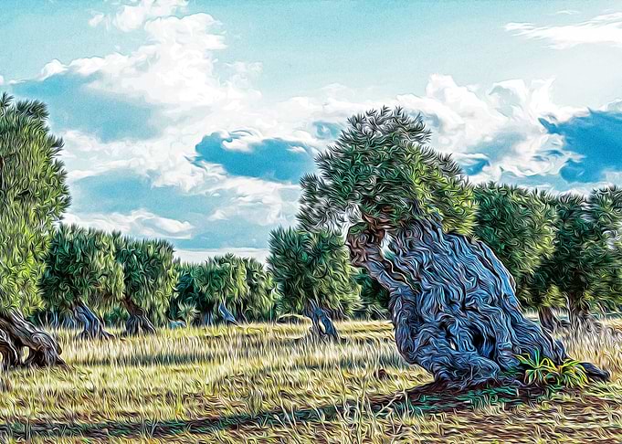 Olive tree in Salento