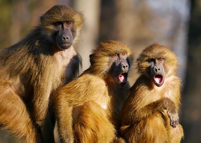 Monkey Chatter
