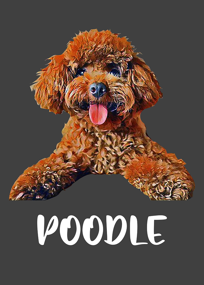 Dog Poodle Dog Lover Puppy
