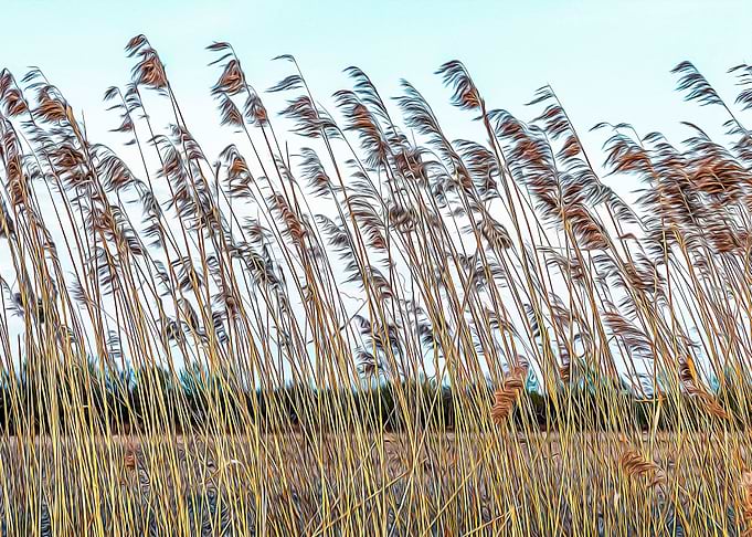 Cane thicket near Ticino