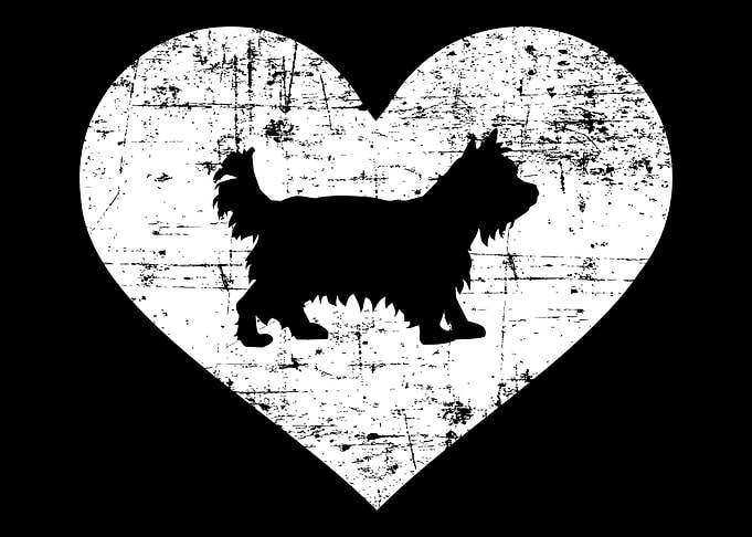 Yorkie