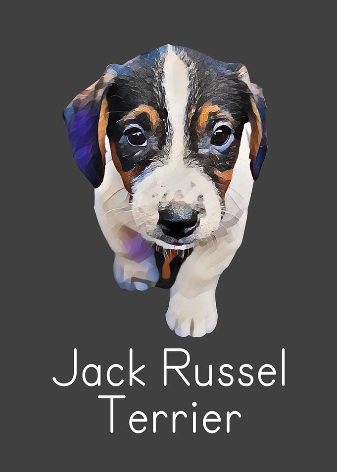 Dog Jack Russell Terrier