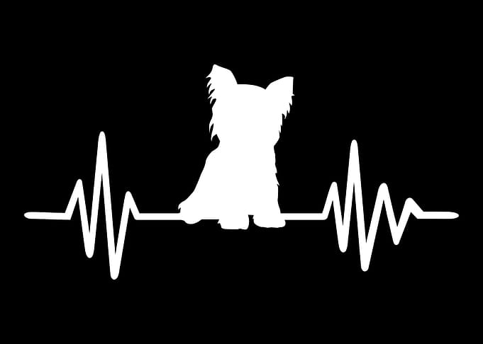 Yorkie