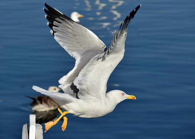 Gull lifts off