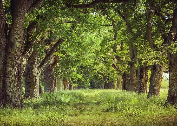 Oak Tree Alley