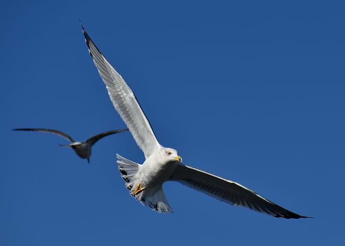 Soar of the Seagull