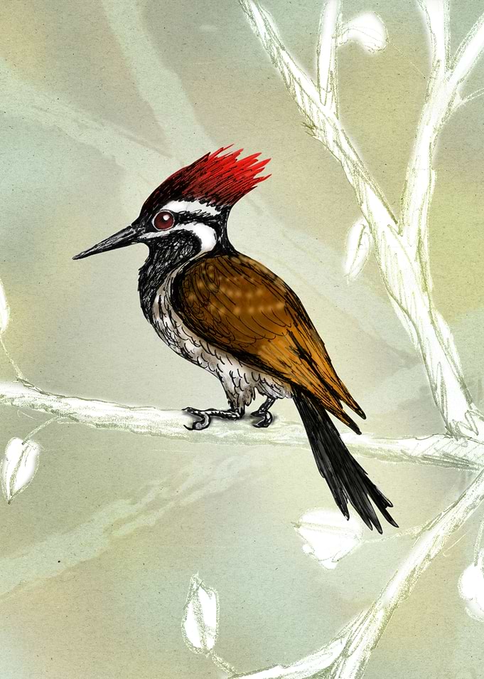 Blackrumped flameback