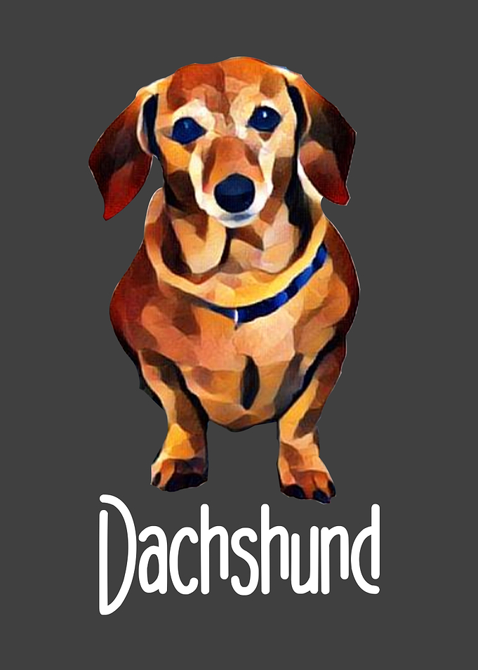 Dog Dachshund Dog Lover