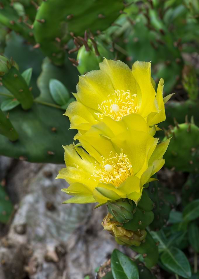 Yellow Cactus Flower