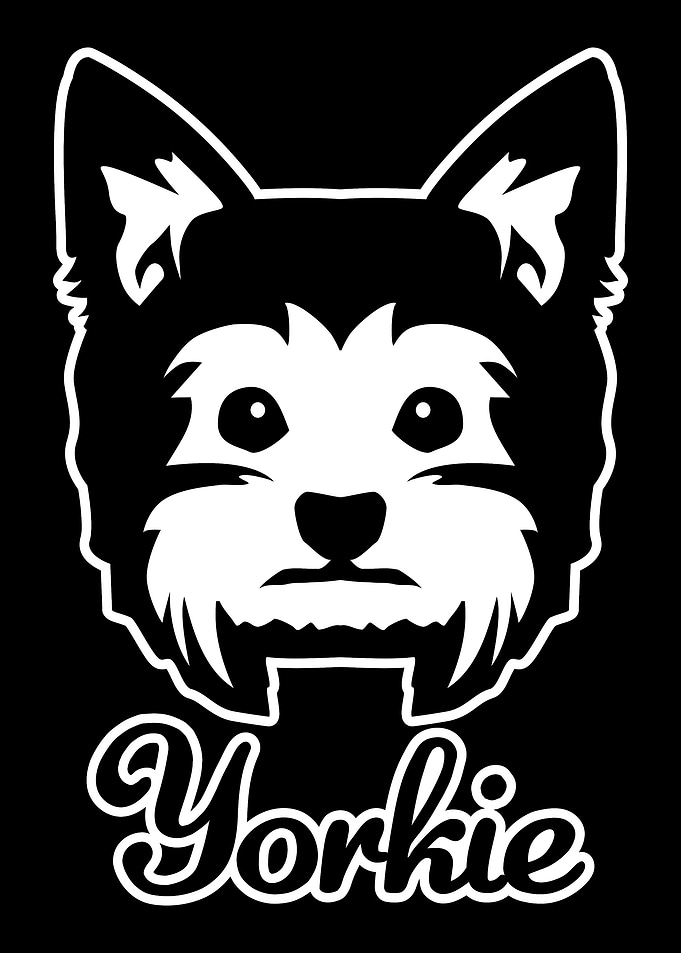 Yorkie