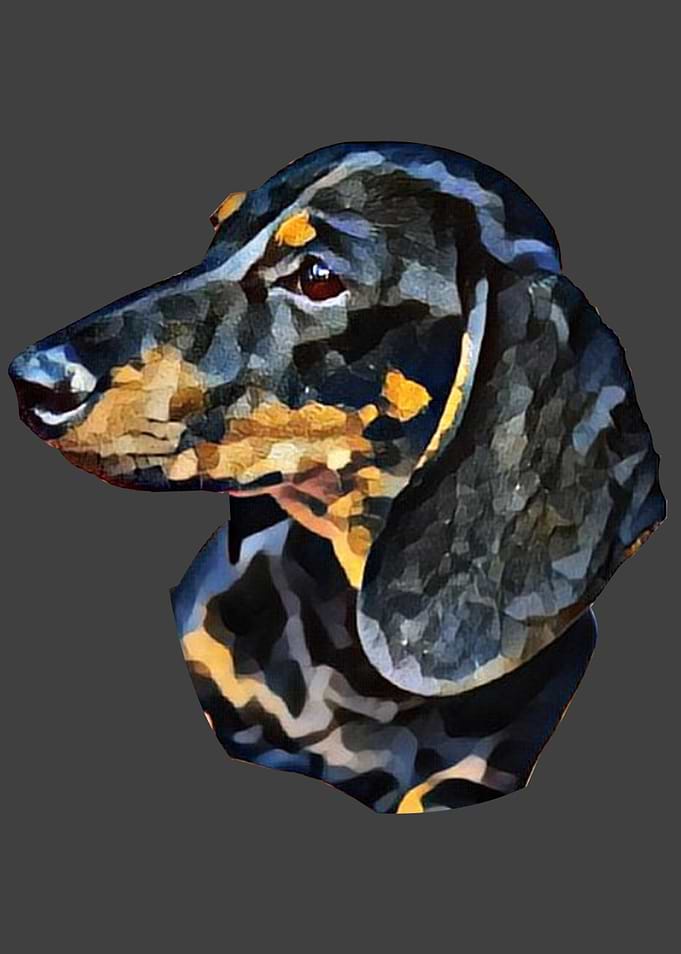 Dog Dachshund Dog Lover