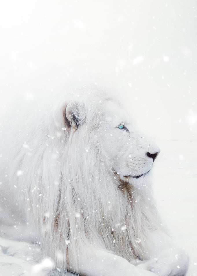 White Lion King Winter