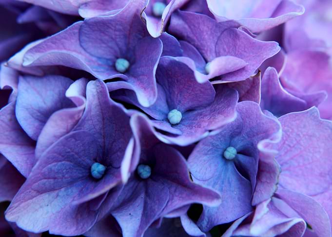 Hydrangea