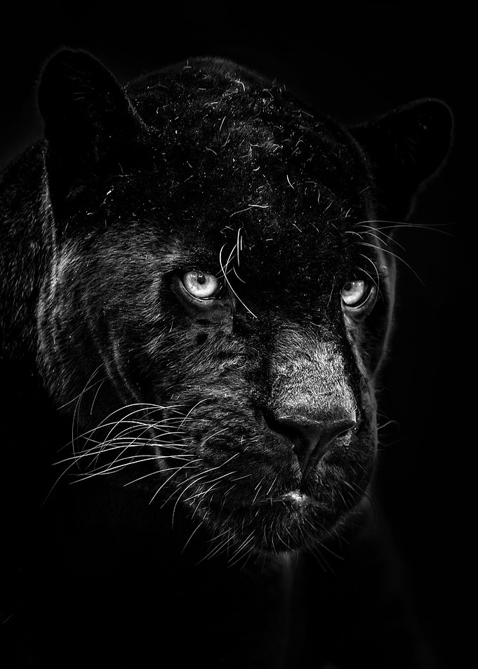 black panther face poster
