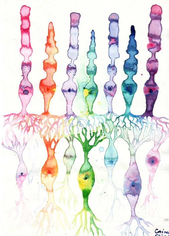 Cells of the retina