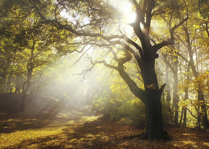 Sunrays and old tree