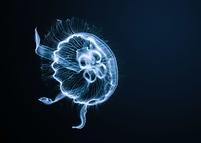 Medusa