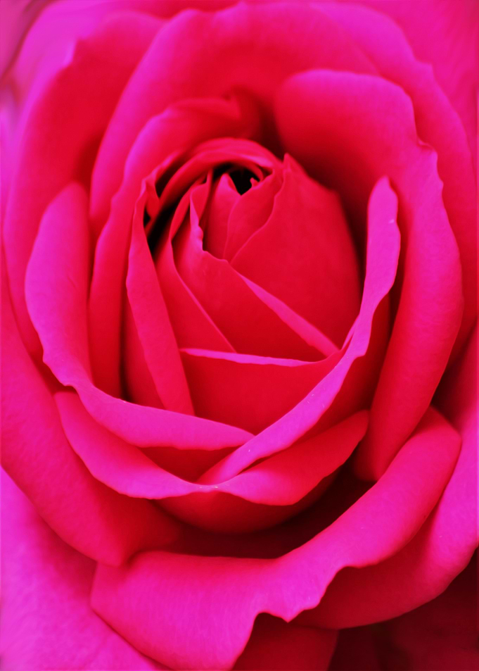 Pink Rose Digital Art