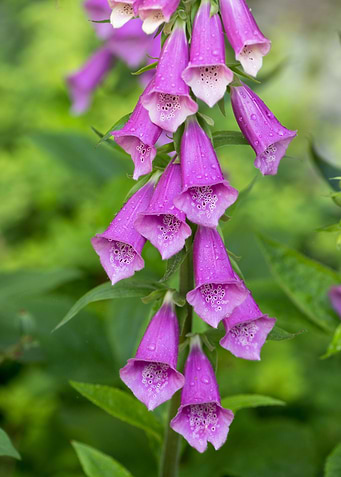 Candy Mountain Foxgloves