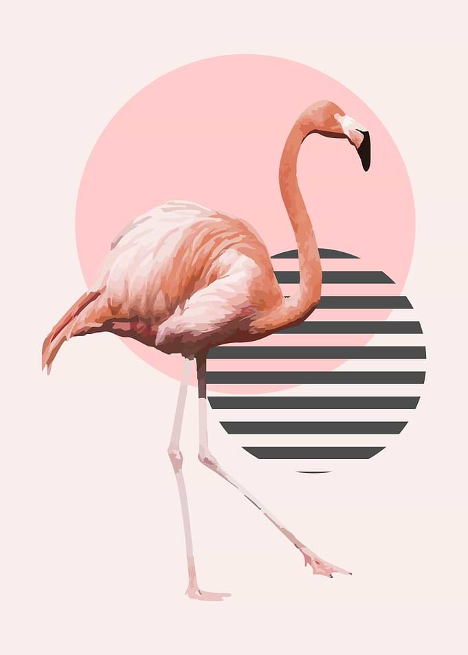 Flamingo