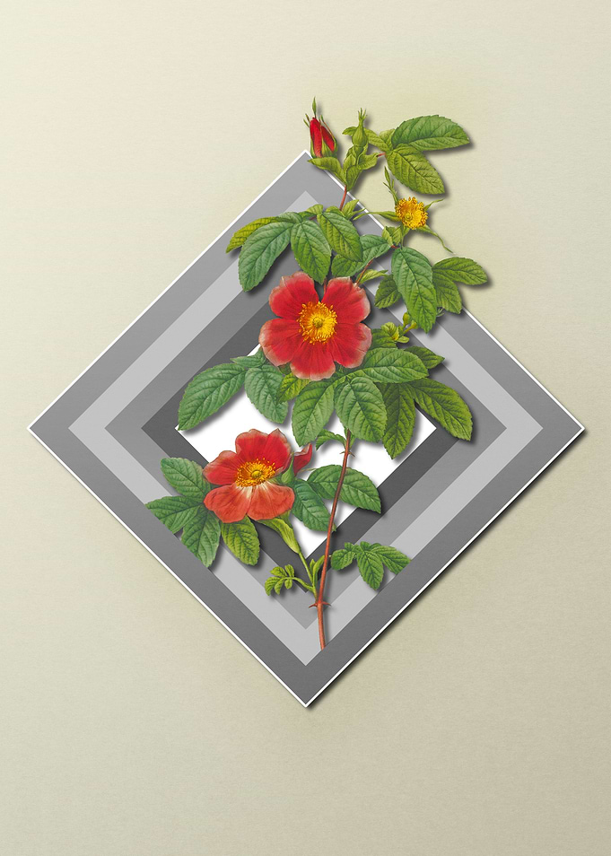 Red Rose Flower on Pastel