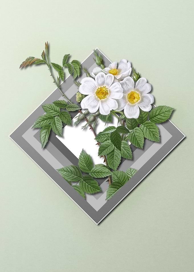 White Rose Flower Pastel