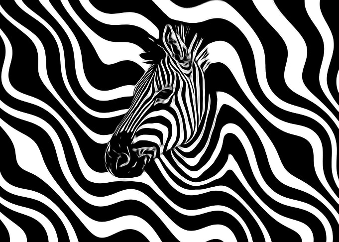 Zebra fantasy