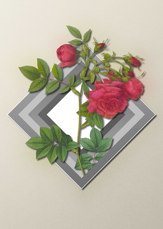 Red Rose Flower on Pastel