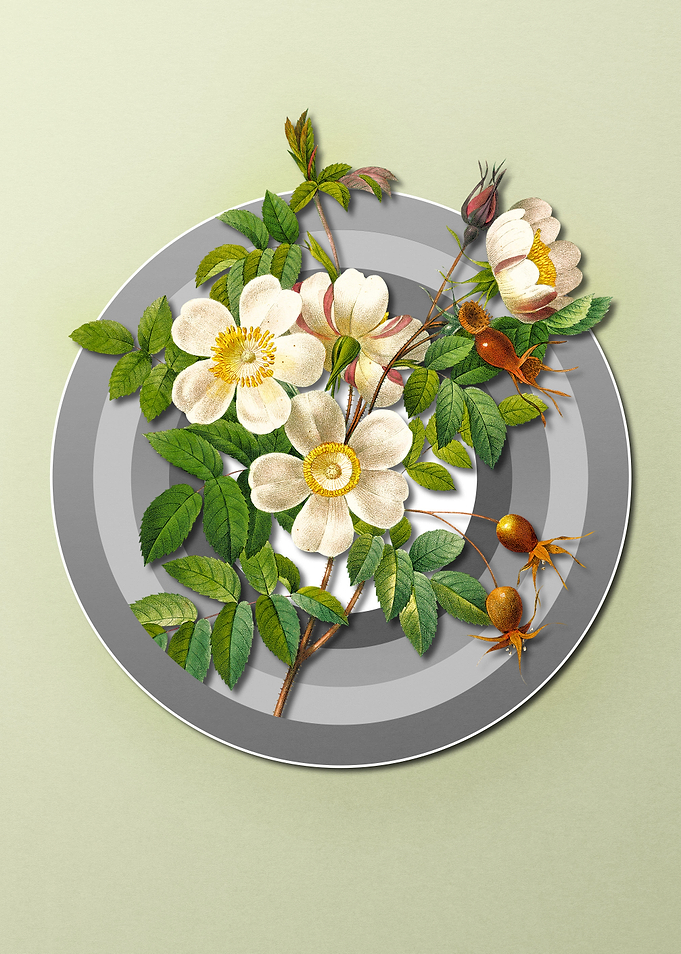 White Rose on Light Pastel