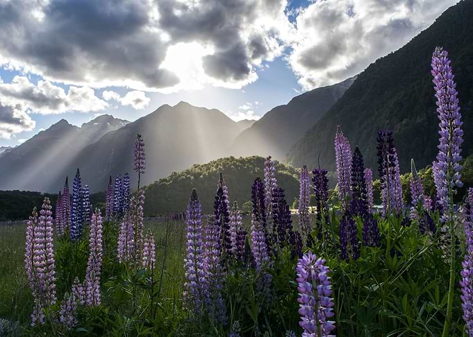 Meadow by the Mountains