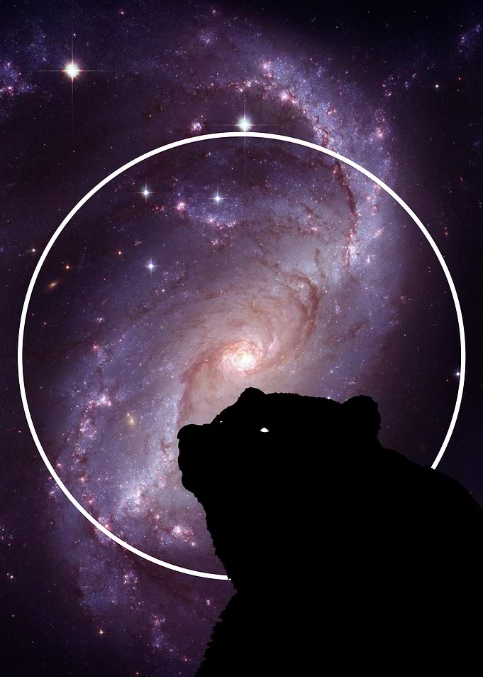 Universe Bear