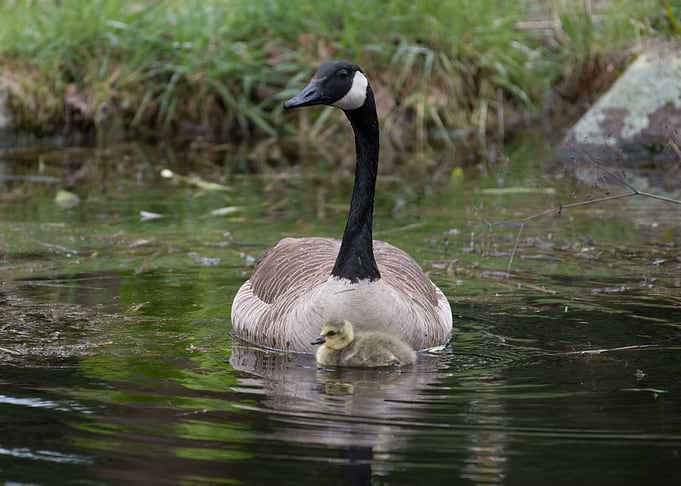 Mothers Love