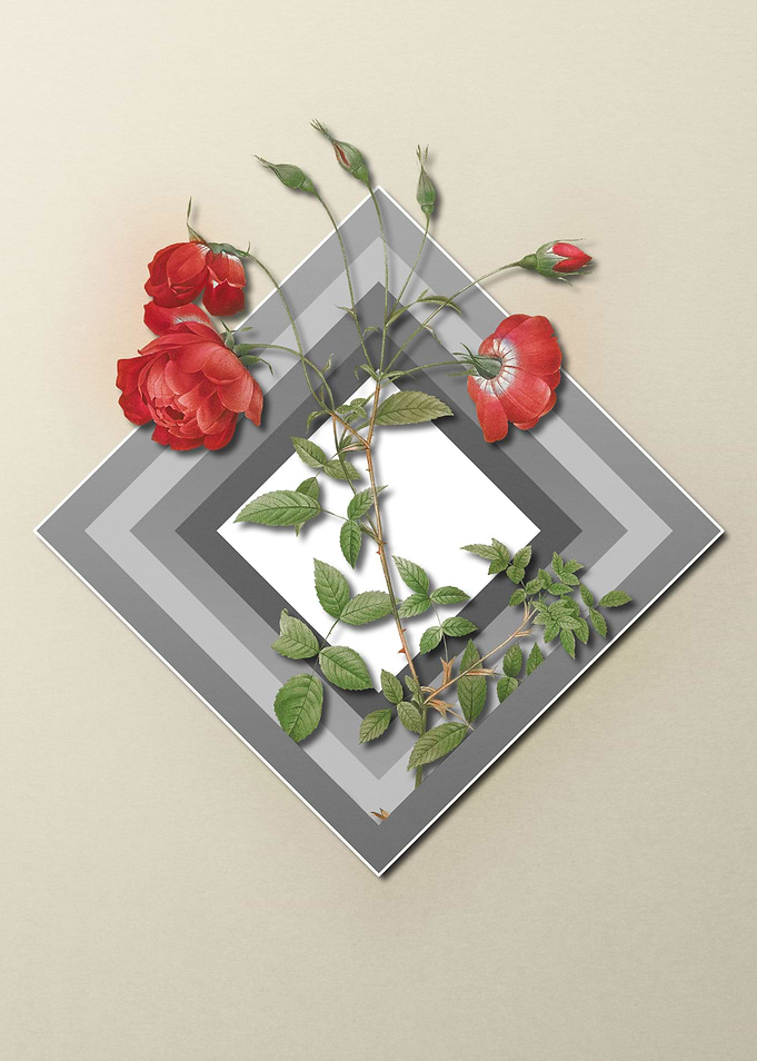 Red Rose Flower on Pastel