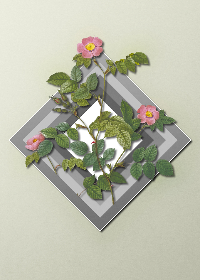 Pink Rose Flower Pastel