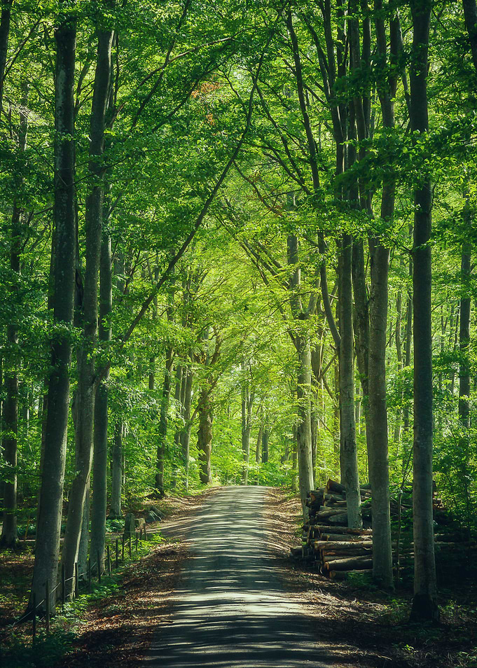 Forest Road