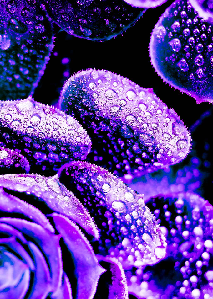 Purple Rain Succulent